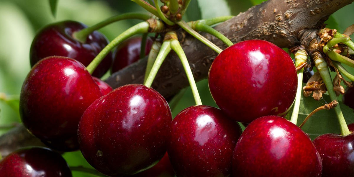 A Verona riflettori accesi sulla filiera del ciliegio